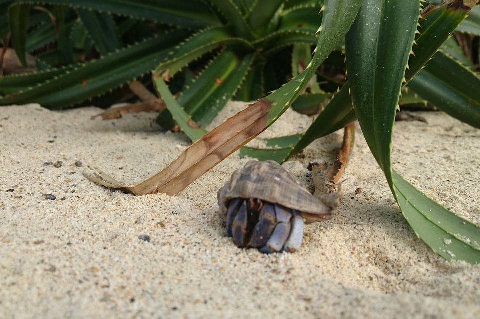 ムラサキオカヤドカリ