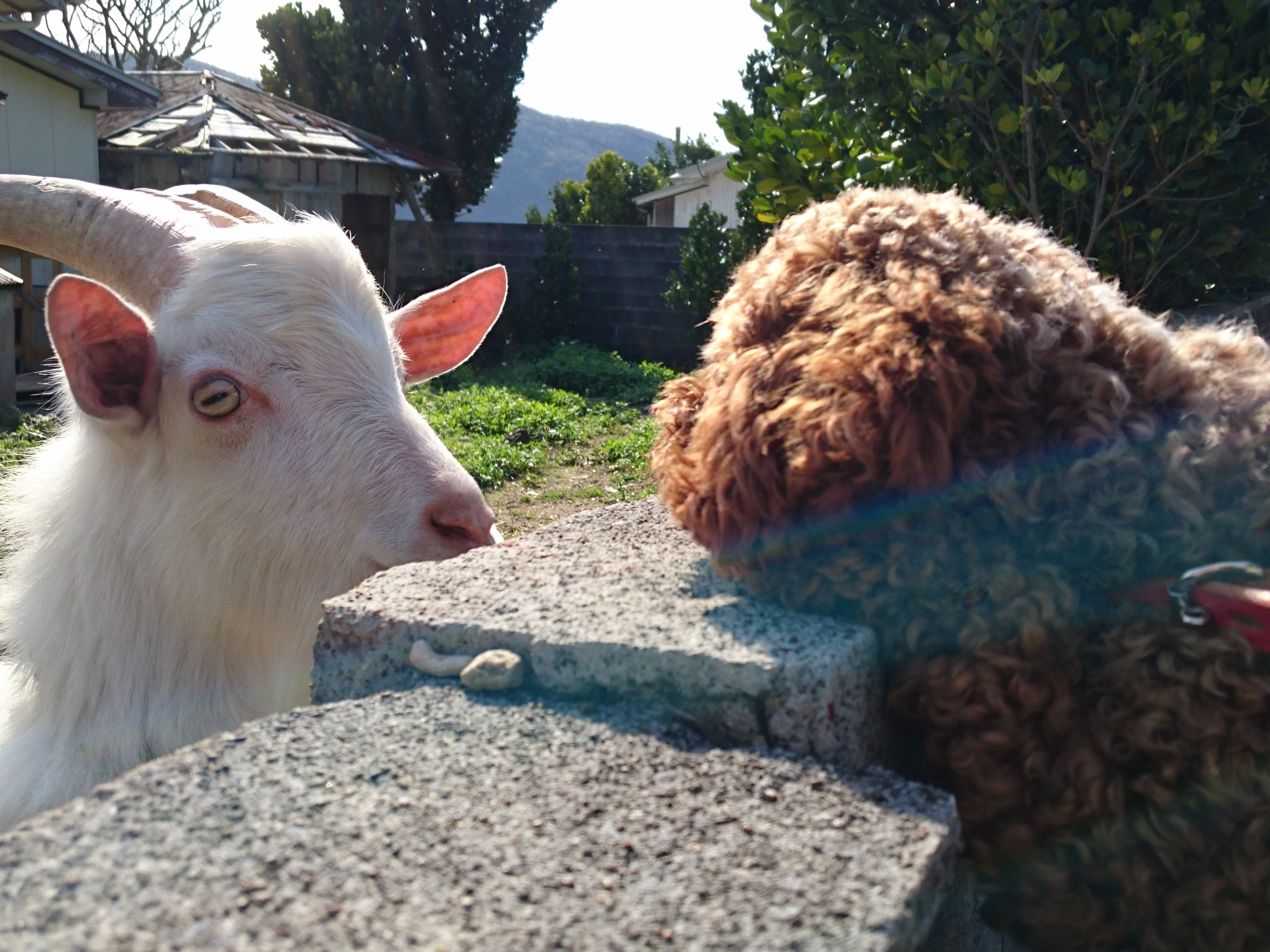 ヤギとトイプードル